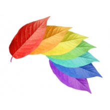 六甲及第，一路“標(biāo)”升